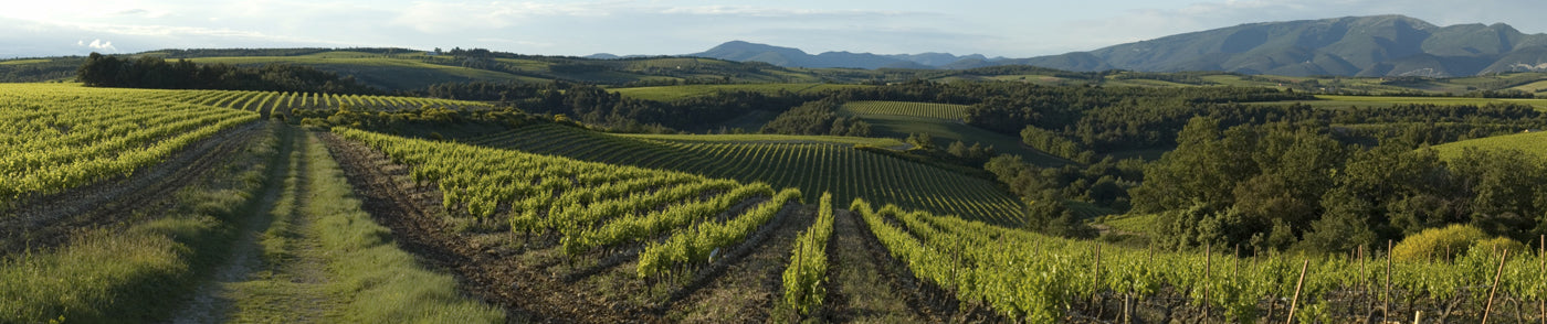 Fine Wine | Rhone & Southern France